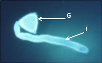 Figura 2. Grão de pólen (G) germinado de Feijoa sellowiana, sendo visível o tubo polínico (T). O material foi tratado com azul de anilina e observado num microscópio de fluorescência. (seta).