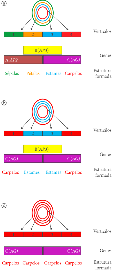 Figura 3. Modelo ABC proposto para o controlo genético da formação dos órgãos florais. Figura adaptada de E.S. Coen e E.M. Meyerowits (1991). a) formação normal dos órgãos florais. b) formação dos órgãos florais no mutante apetala2. c) Formação dos órgãos florais no mutante duplo apetala2 apetala3.
