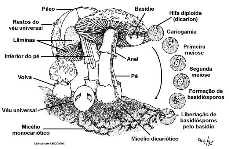 Figura 8. Fungos Basidiomycota – Ciclo de vida
                de um cogumelo – Ilustração legendada do ciclo de vida de um fungo do filo Basidiomycota – um cogumelo. Os
                Basidiomycota são fungos filamentosos compostos por hifas (com exceção das leveduras) que se reproduzem sexuadamente
                pela formação de células especializadas chamadas basídios, que dão origem aos basidiósporos (esporos especializados).
                Também se podem reproduzir assexuadamente. Aquilo a que tipicamente chamamos cogumelo é o basidiocarpo, o corpo
                frutífero que contêm os basídios. [Fungi; Basidiomycota] (ilustração: Ivy Livingstone traduzida e adaptada por
                Diana Barbosa, Casa das Ciências).