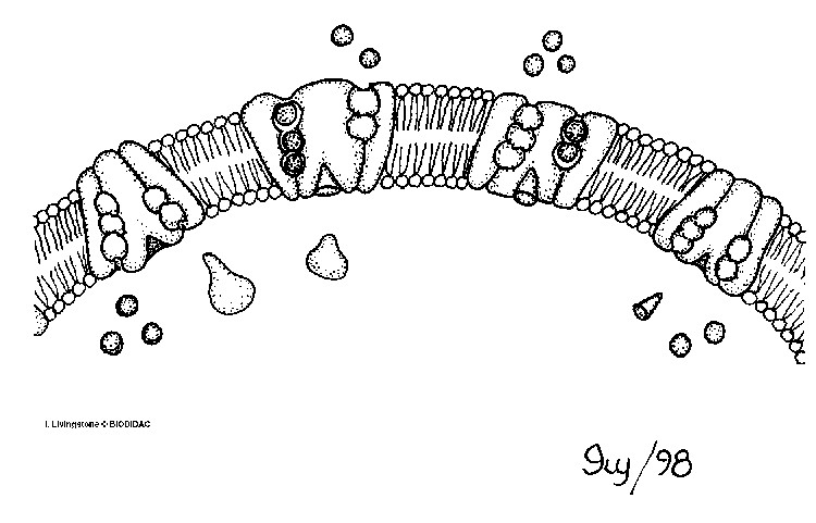 Figura 1. Ilustração do funcionamento da sódio-potássio