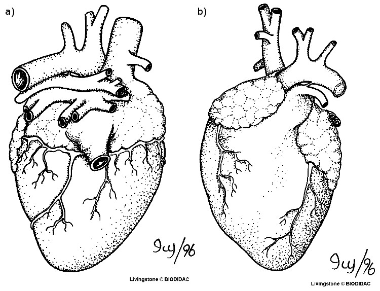 Figura 2. Duas ilustrações de um coração de gato