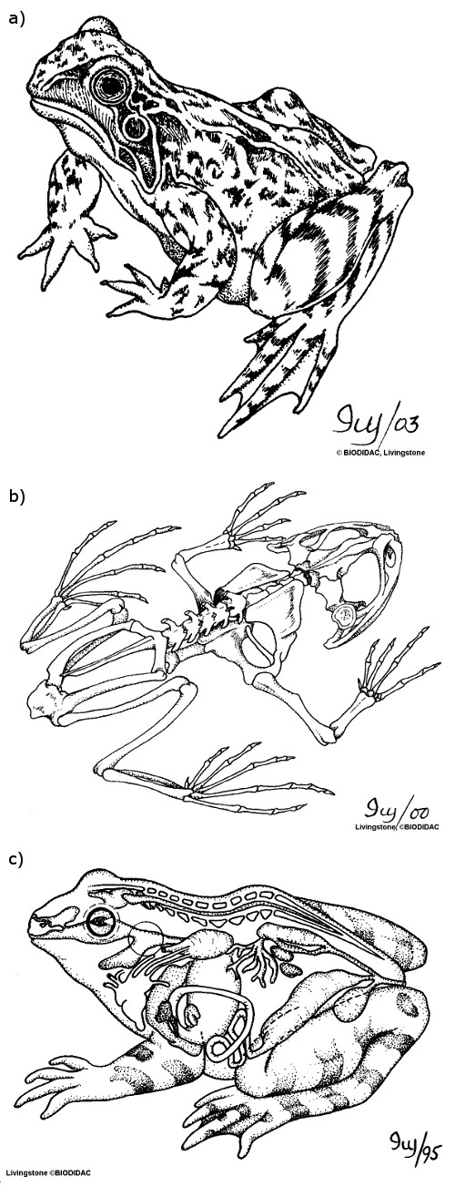Figura 3. Conjunto de três ilustrações com diferentes representações de uma rã