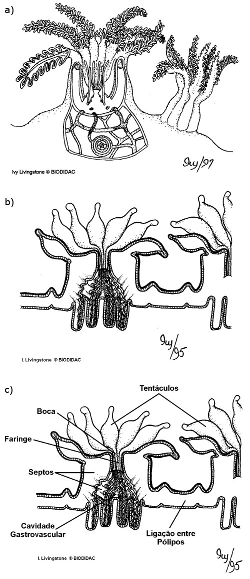 Figura 4. Conjunto de três ilustrações com diferentes representações de pólipos de coral
