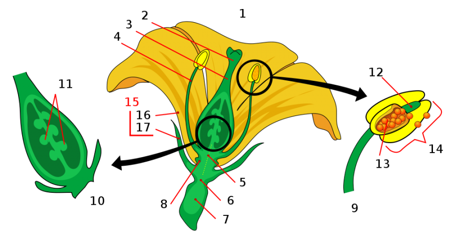 Figura 1. Flor tipo de uma angiospérmica.