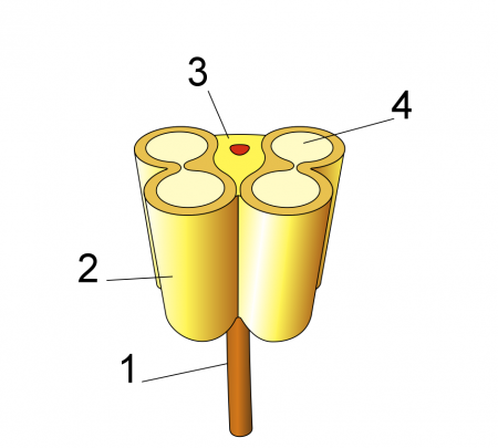 Figura 2. Esquema de uma antera