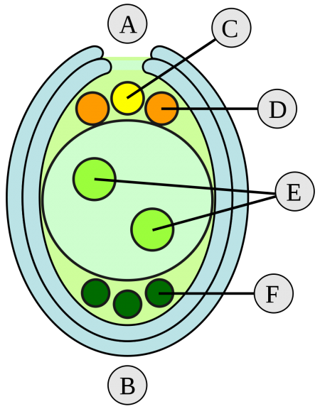 Figura 4. Saco embrionário.